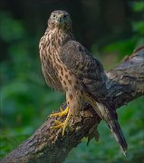 11_DSC5845_Goshawk_ piercing_glance_188pc